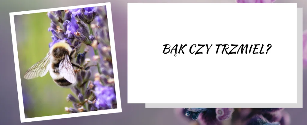 Bąk czy trzmiel?