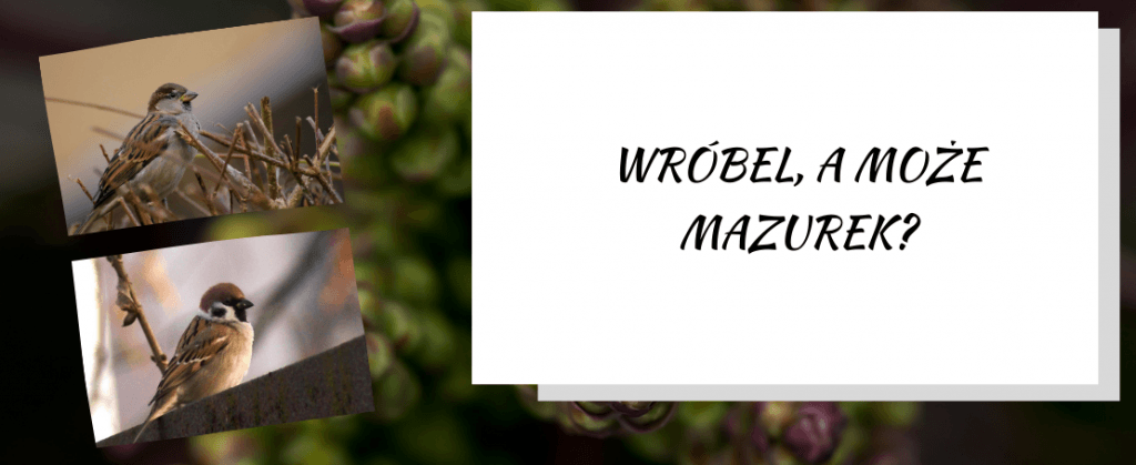 Wróbel, a może mazurek?