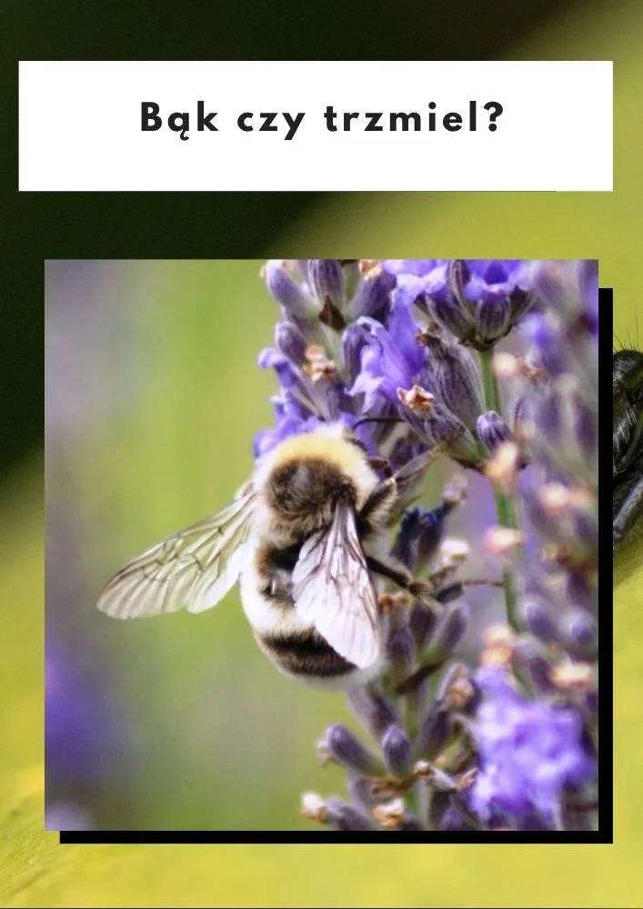Bąk czy trzmiel?