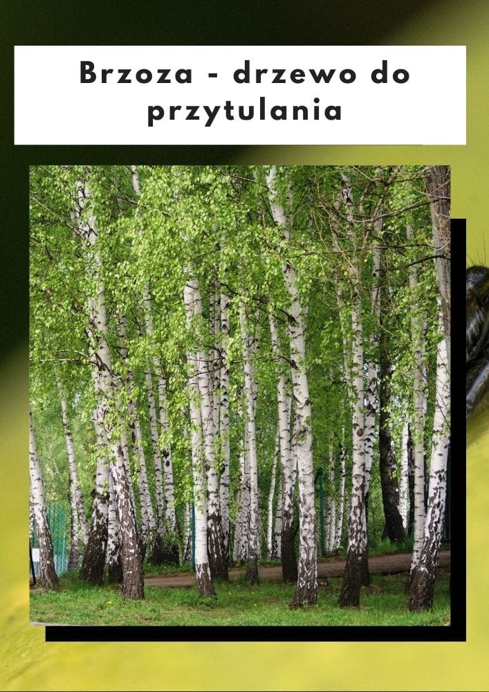 Brzoza - drzewo do przytulania