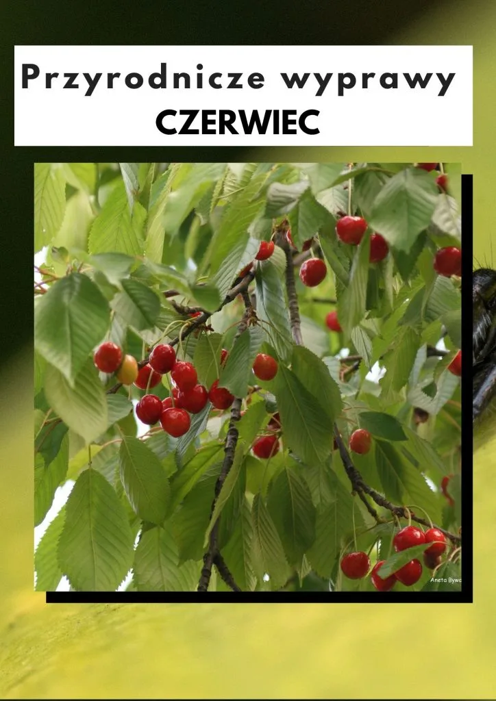 Przyrodnicze wyprawy - czerwiec