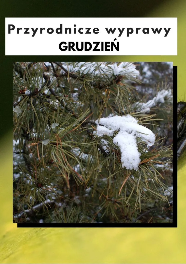 Przyrodnicze wyprawy - grudzień