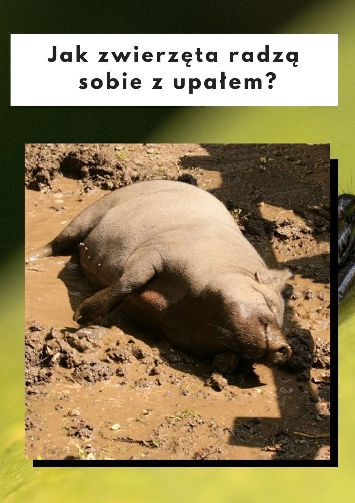 Jak zwierzęta radzą sobie z upałem?