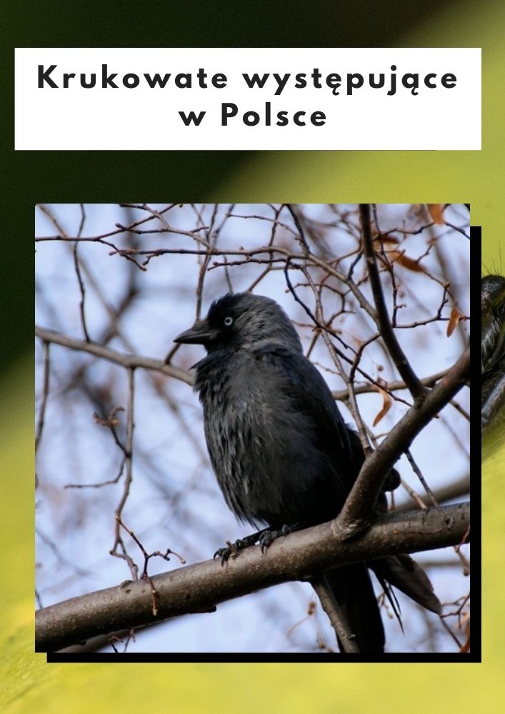 Krukowate w Polsce