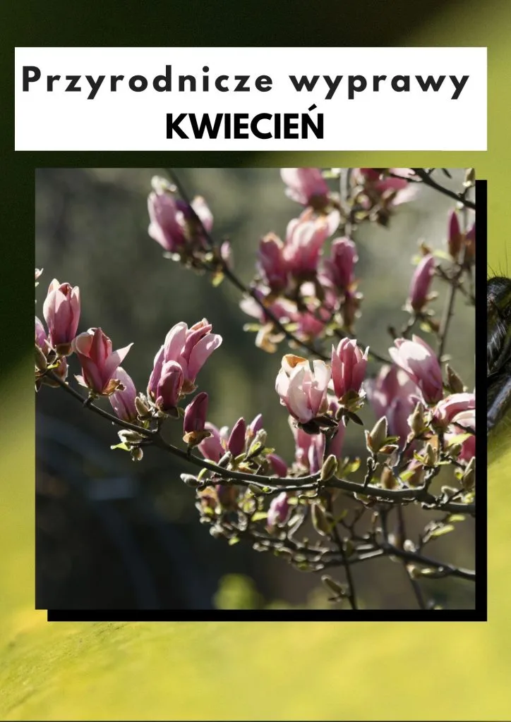 Przyrodnicze wyprawy - kwiecień