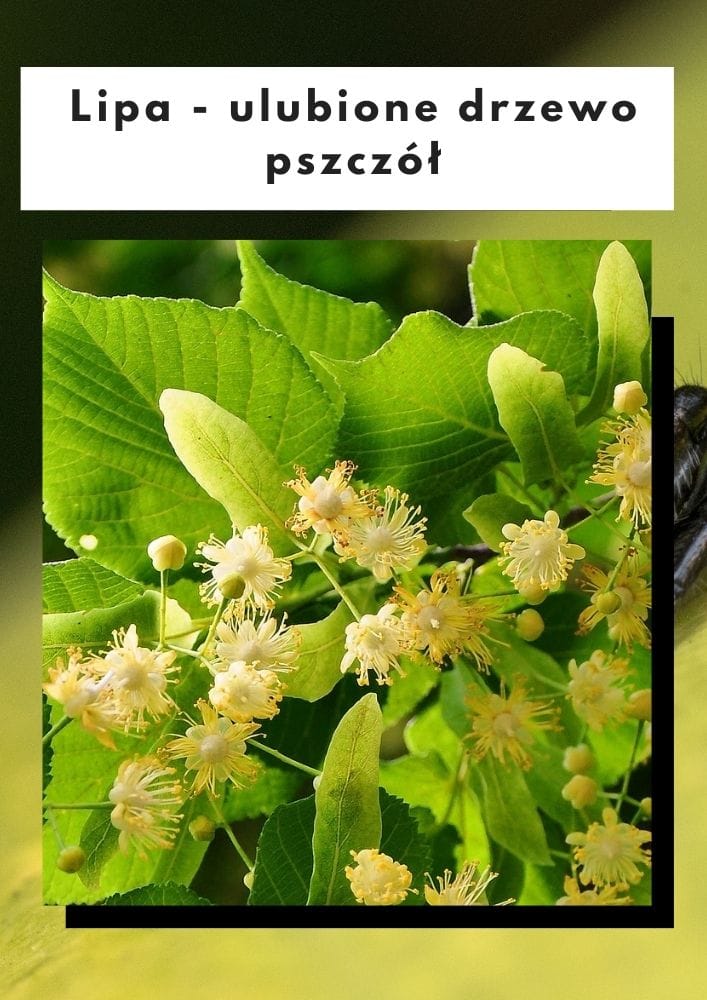 Lipa-ulubione drzewo pszczół