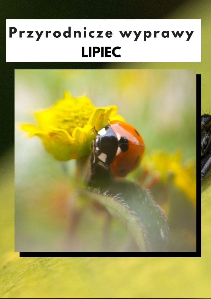 Przyrodnicze wyprawy - lipiec