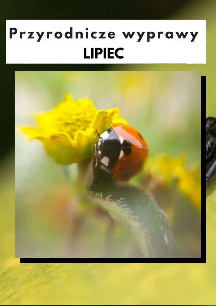 Przyrodnicze wyprawy - lipiec