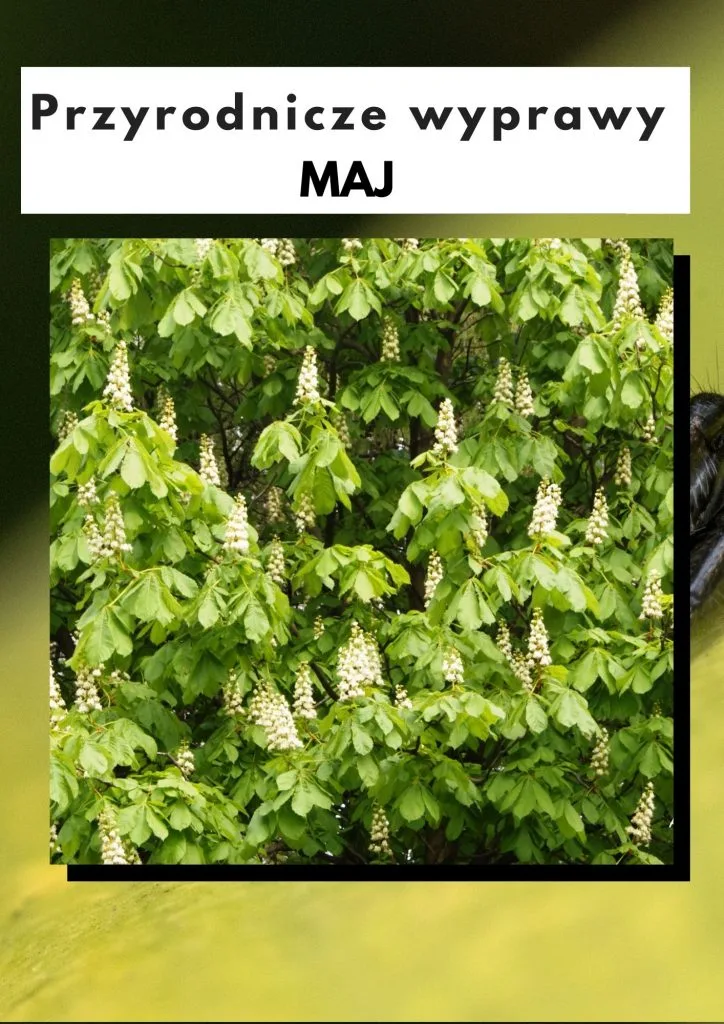 Przyrodnicze wyprawy - maj