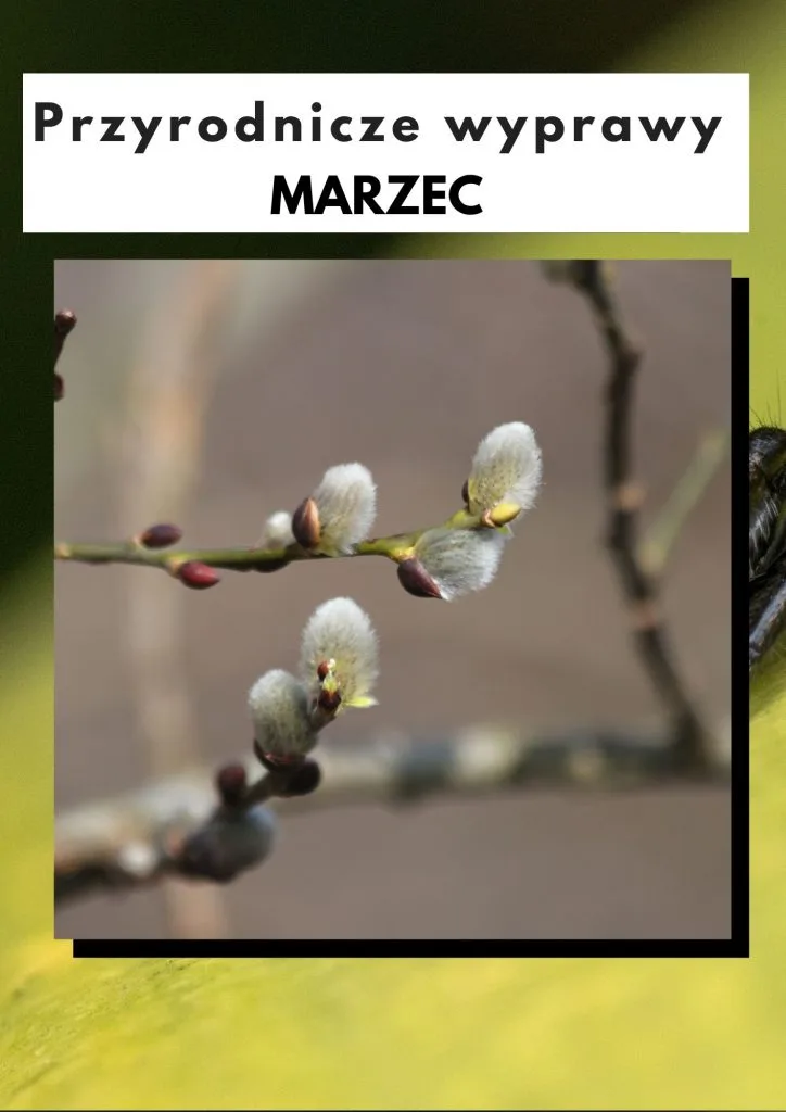 Przyrodnicze wyprawy - marzec