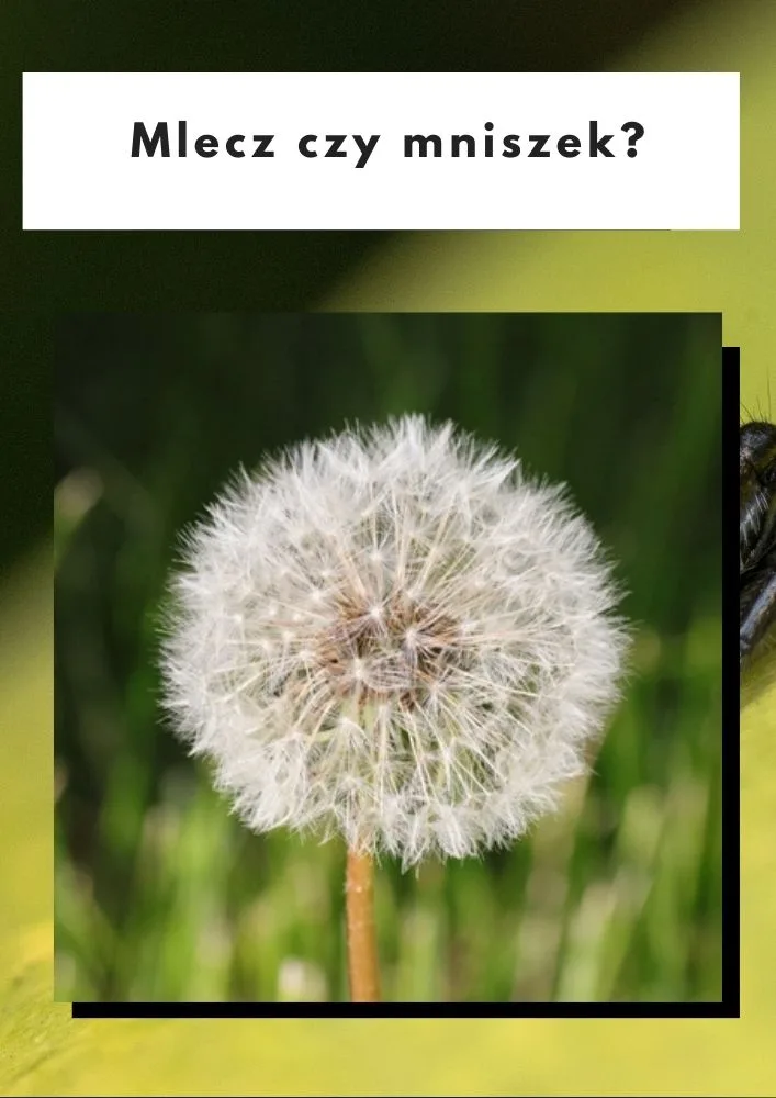 Mlecz czy mniszek?