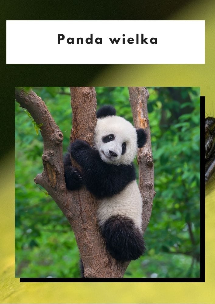 Panda wielka