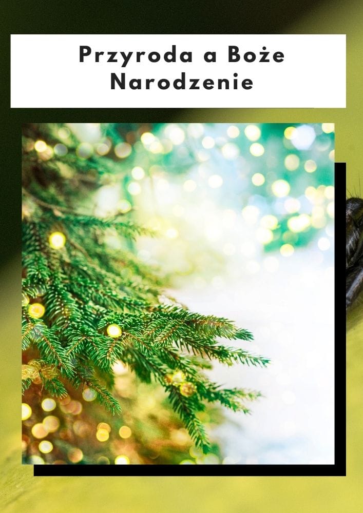 Przyroda a Boże Narodzenie