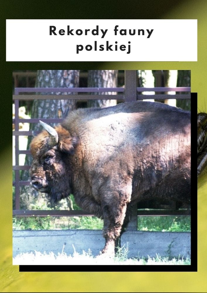 Rekordy fauny polskiej