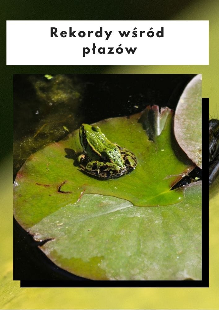 Rekordy wśród płazów