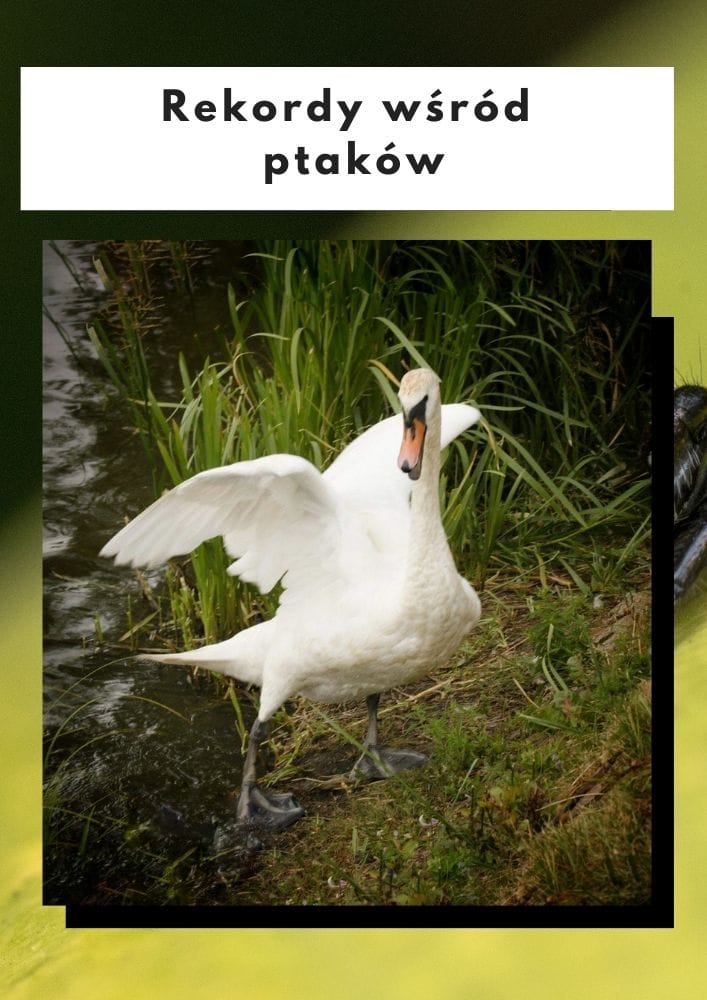 Rekordy wśród ptaków