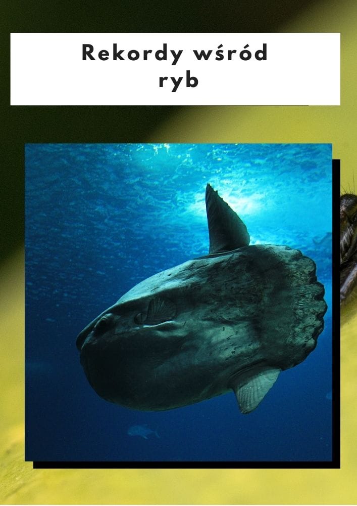 Rekordy wśród ryb