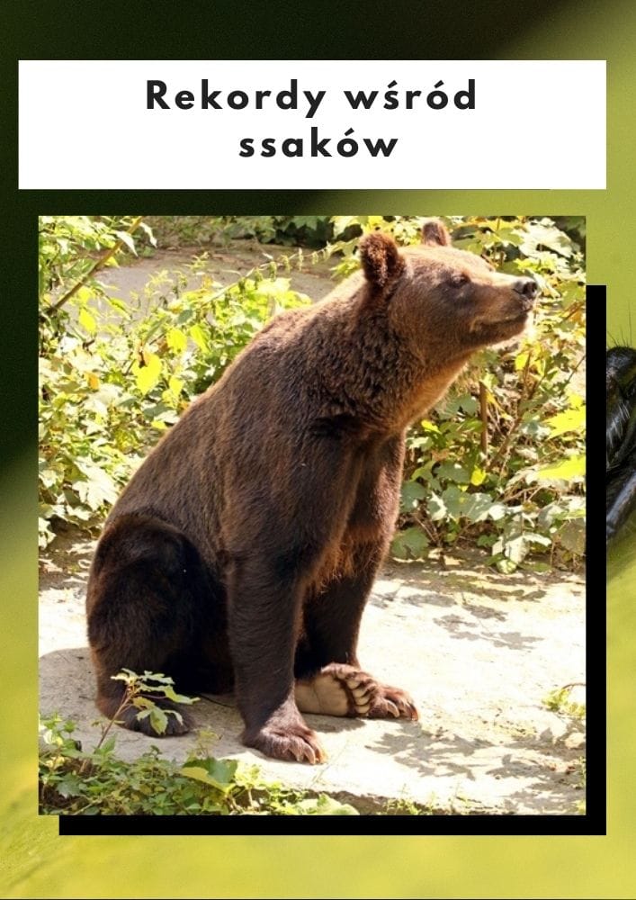 Rekordy wśród ssaków