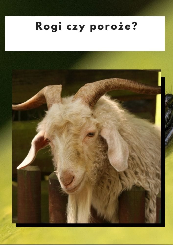 Rogi czy poroże?