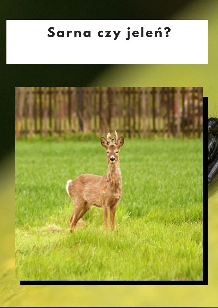 Sarna czy jeleń?