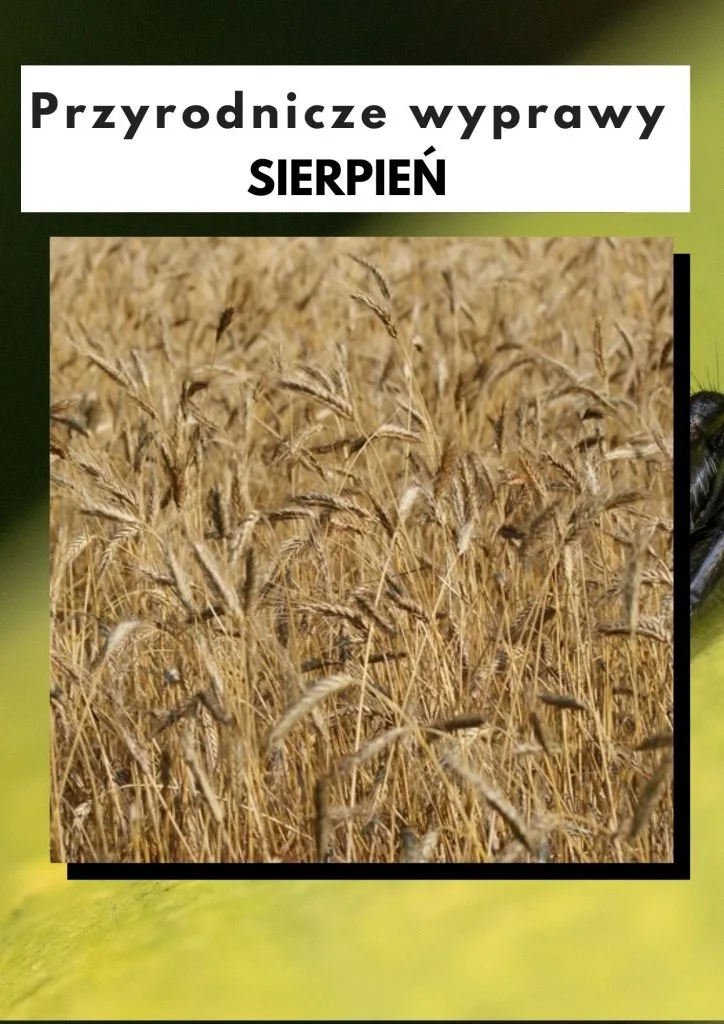 Przyrodnicze wyprawy - sierpień