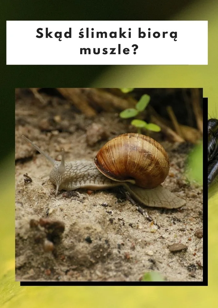 Skąd ślimaki biorą muszle?