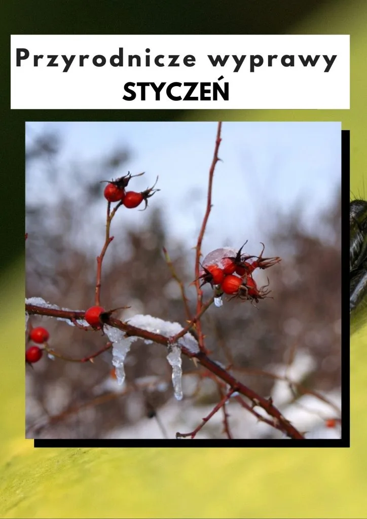 Przyrodnicze wyprawy - styczeń