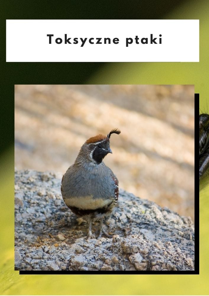 Toksyczne ptaki