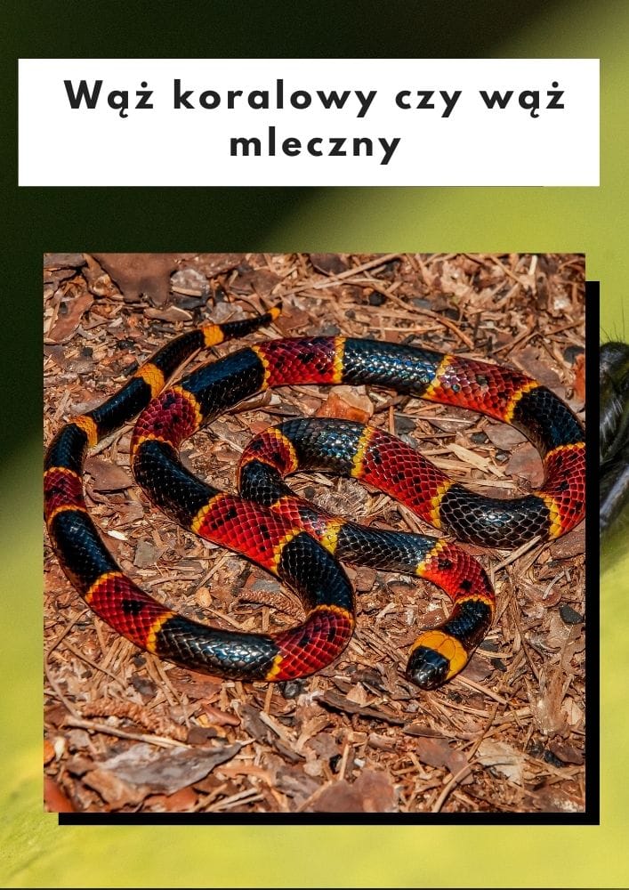 Wąż koralowy czy mleczny?