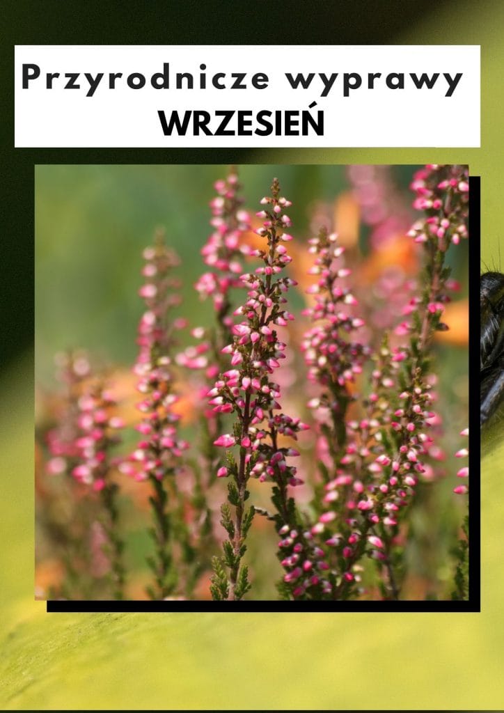 Przyrodnicze wyprawy - wrzesień