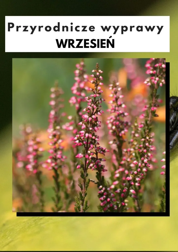 Przyrodnicze wyprawy - wrzesień