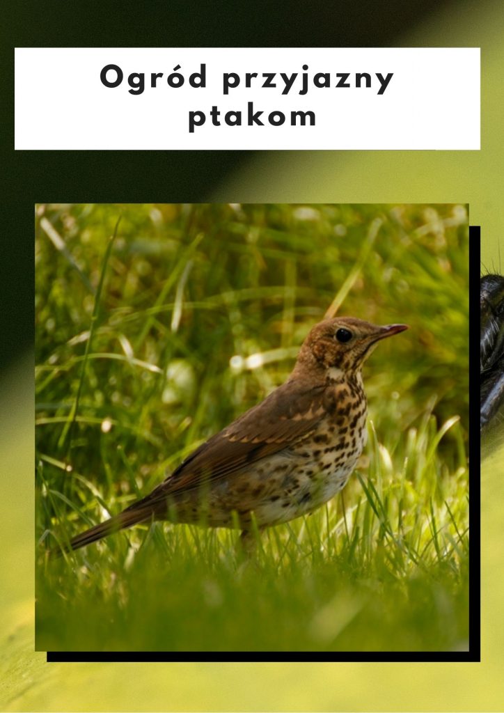 ogród przyjazny ptakom