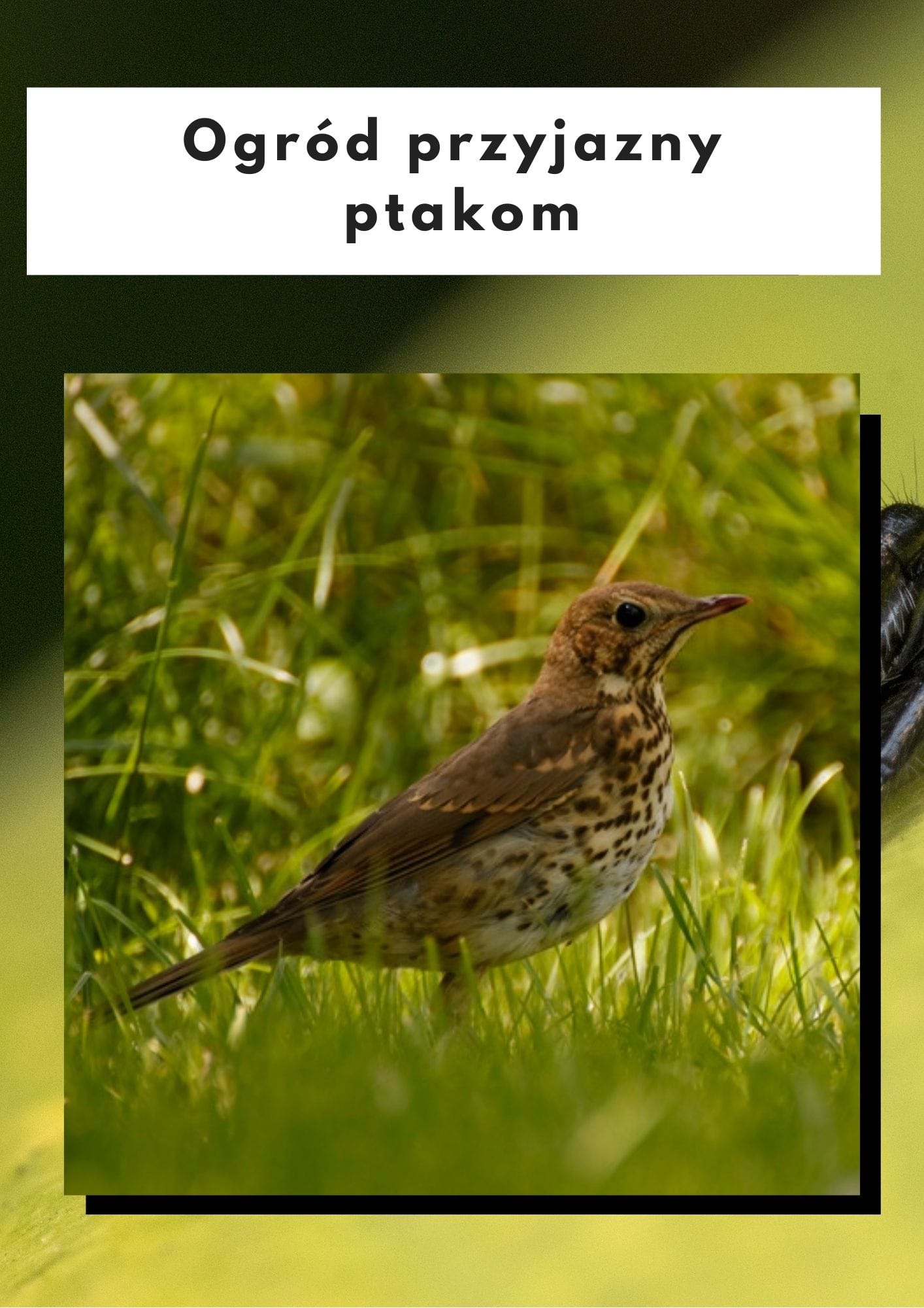 Ogród blisko przyrody