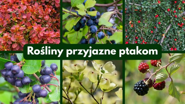 rosliny przyjazne ptakom