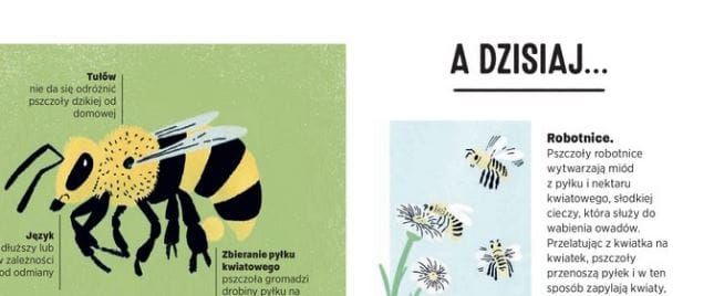 dzikie i domowe - pszczoły