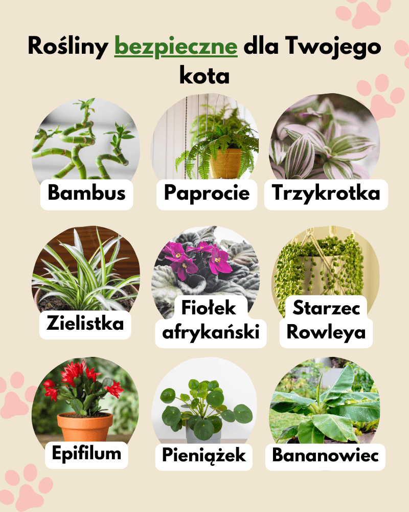 rośliny domowe bezpieczne dla kota
