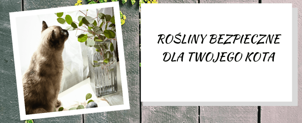 Rośliny domowe bezpieczne dla kota