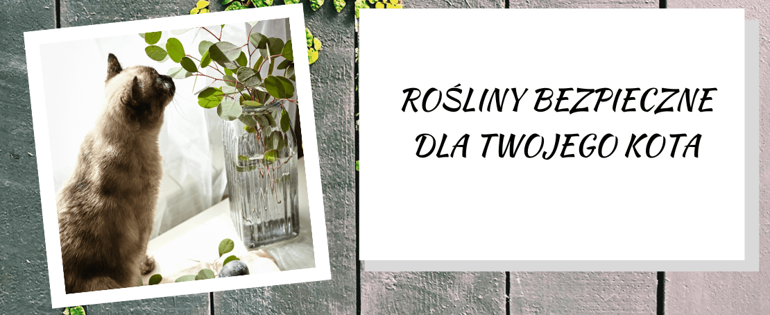 Rośliny domowe bezpieczne dla kota