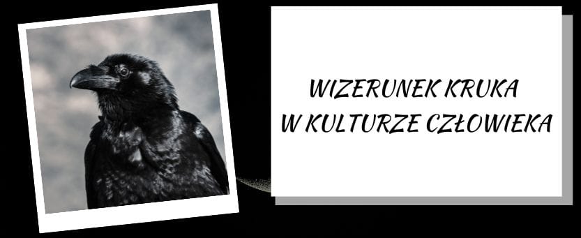 kruk w kulturze