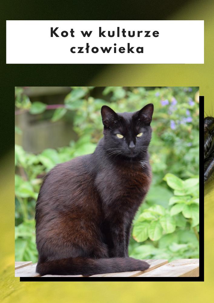 Wizerunek kota w kulturze człowieka