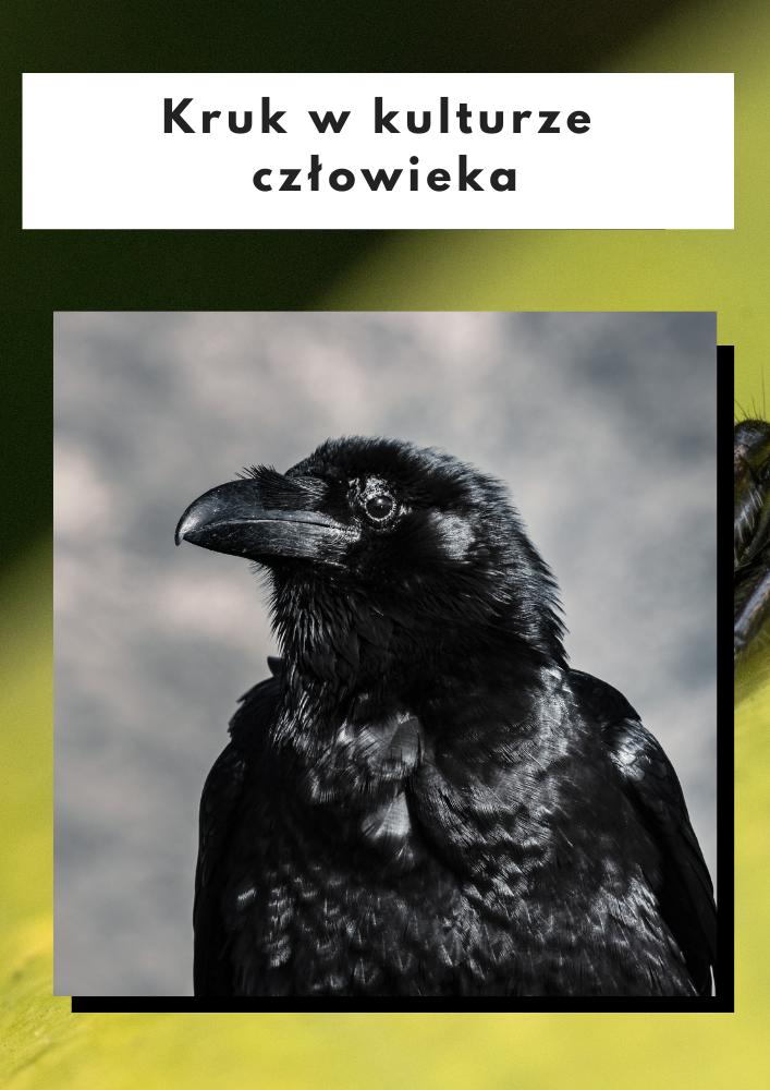 wizerunek kruka w kulturze człowieka