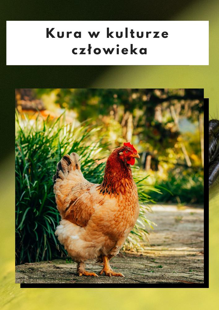 Wizerunek kury w kulturze człowieka