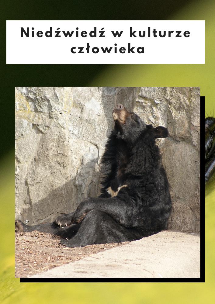 Wizerunek niedźwiedzia w kulturze człowieka