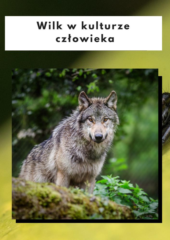 Wizerunek wilka w kulturze człowieka