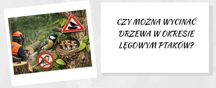 wycinka drzew a okres lęgowy ptaków