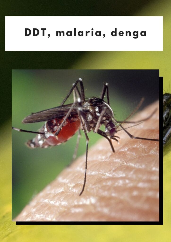 DDT, malaria, denga