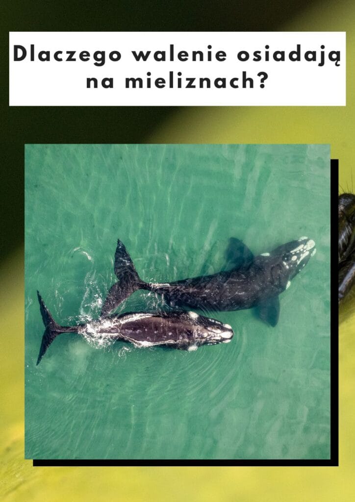 dlaczego walenie osiadają na mieliźnie?
