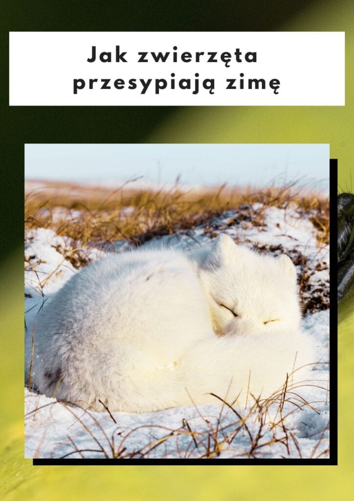 jak zwierzęta przesypiają zmię
