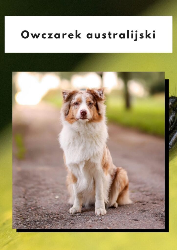 owczarek australisjki