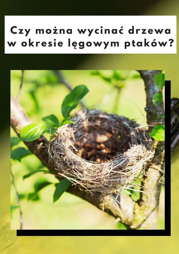 Wycinka drzew a okres lęgowy ptak&oacute;w